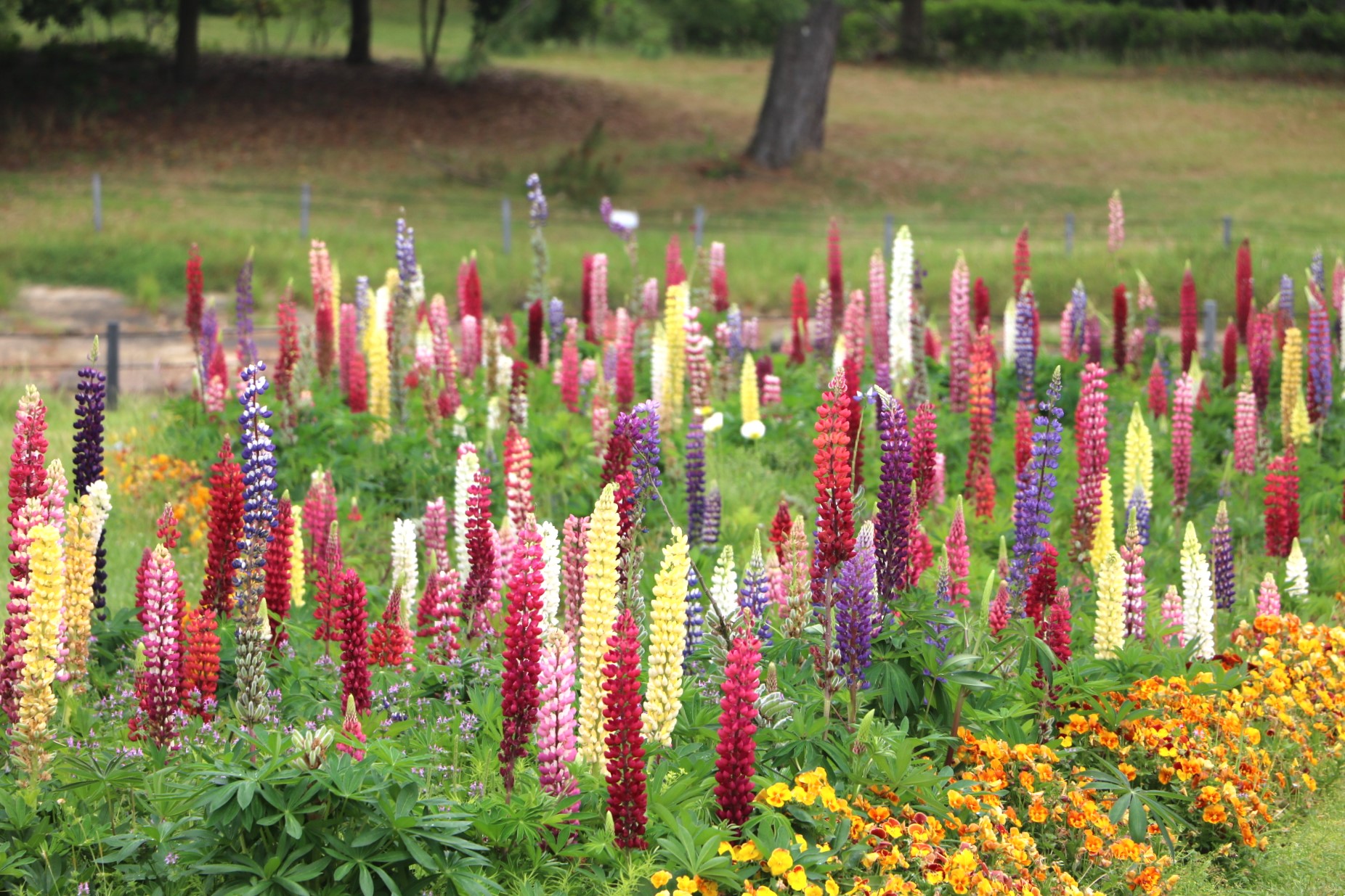 超夢幻紫球花點綴大草原!福岡近郊海之中道海濱公園的繡球蔥花正美