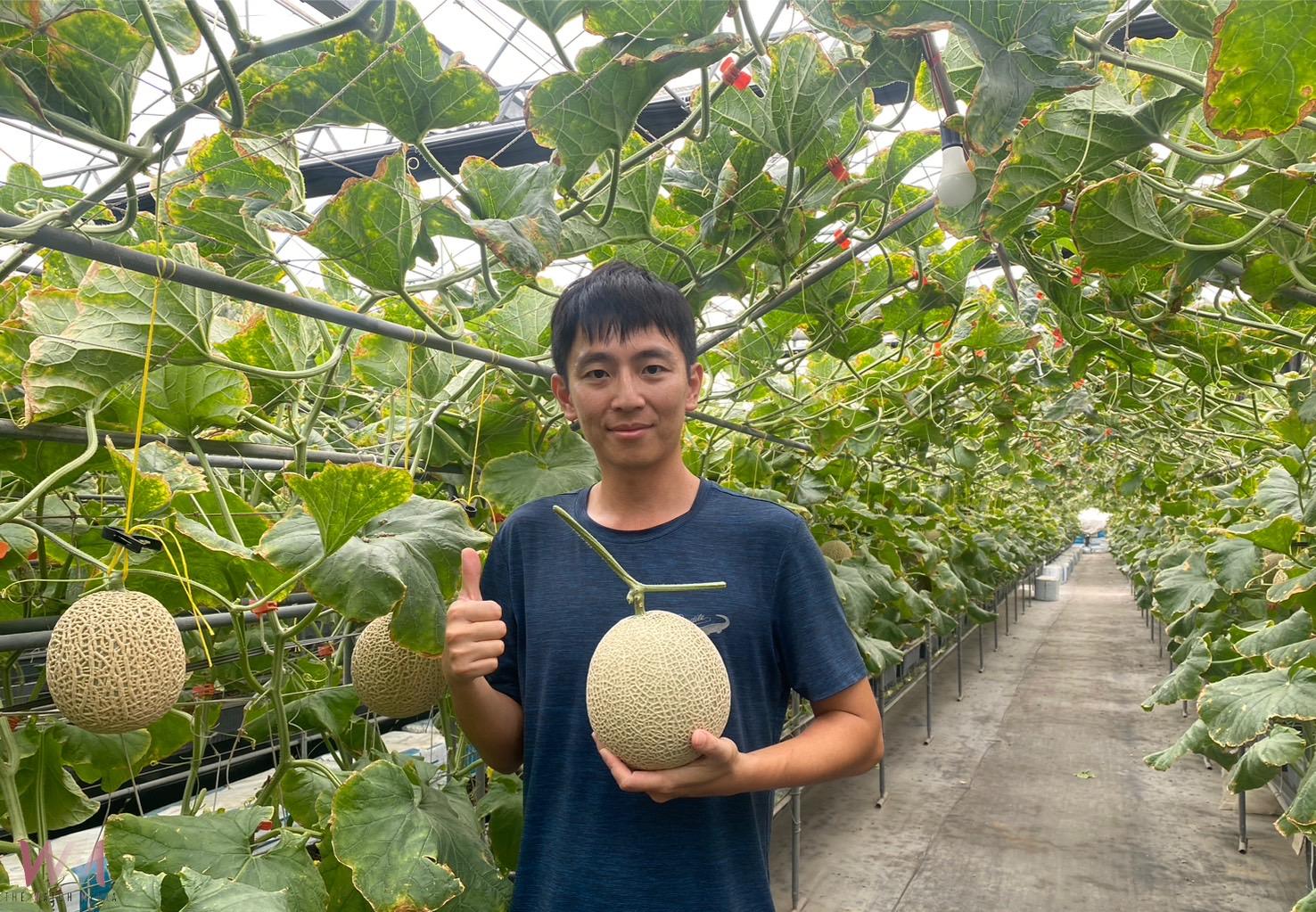 （有影片）／福興陳照委奪冠！彰化縣第二屆網紋洋香瓜評鑑結果出爐