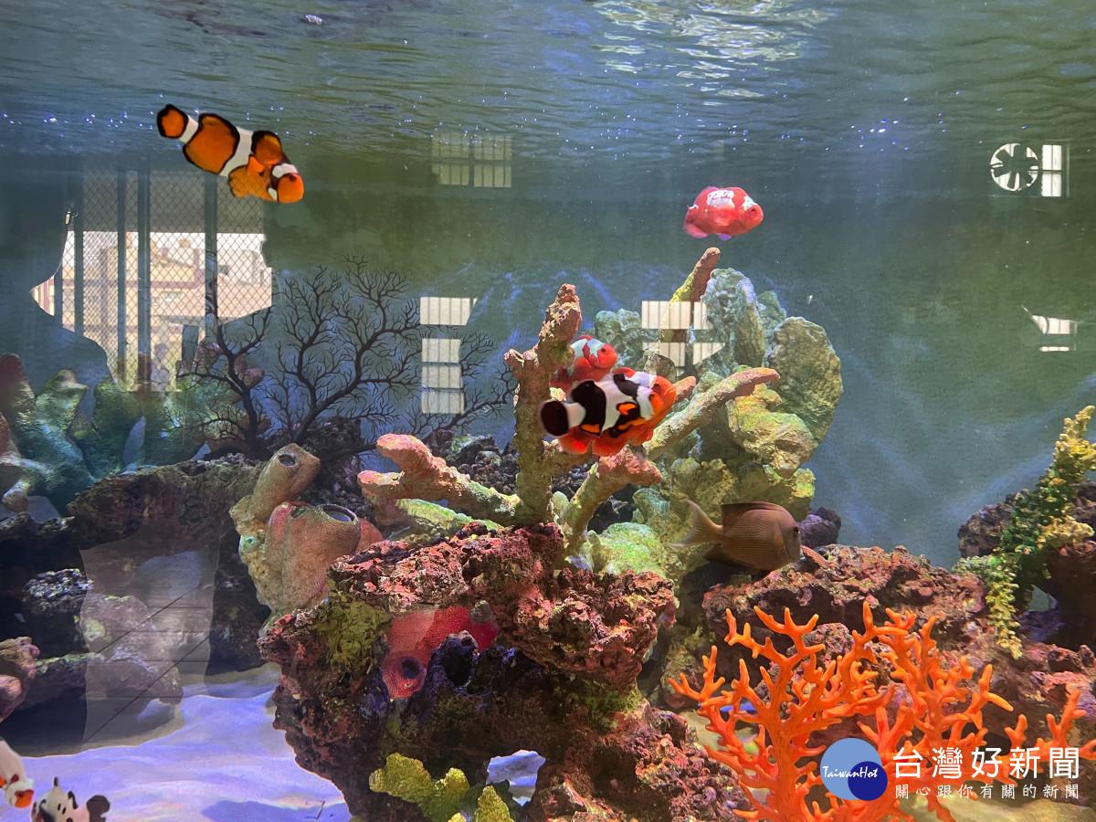 小丑魚達人薛雍霖「科技養魚」，彰化出品驚艷國際。圖／記者鄧富珍攝