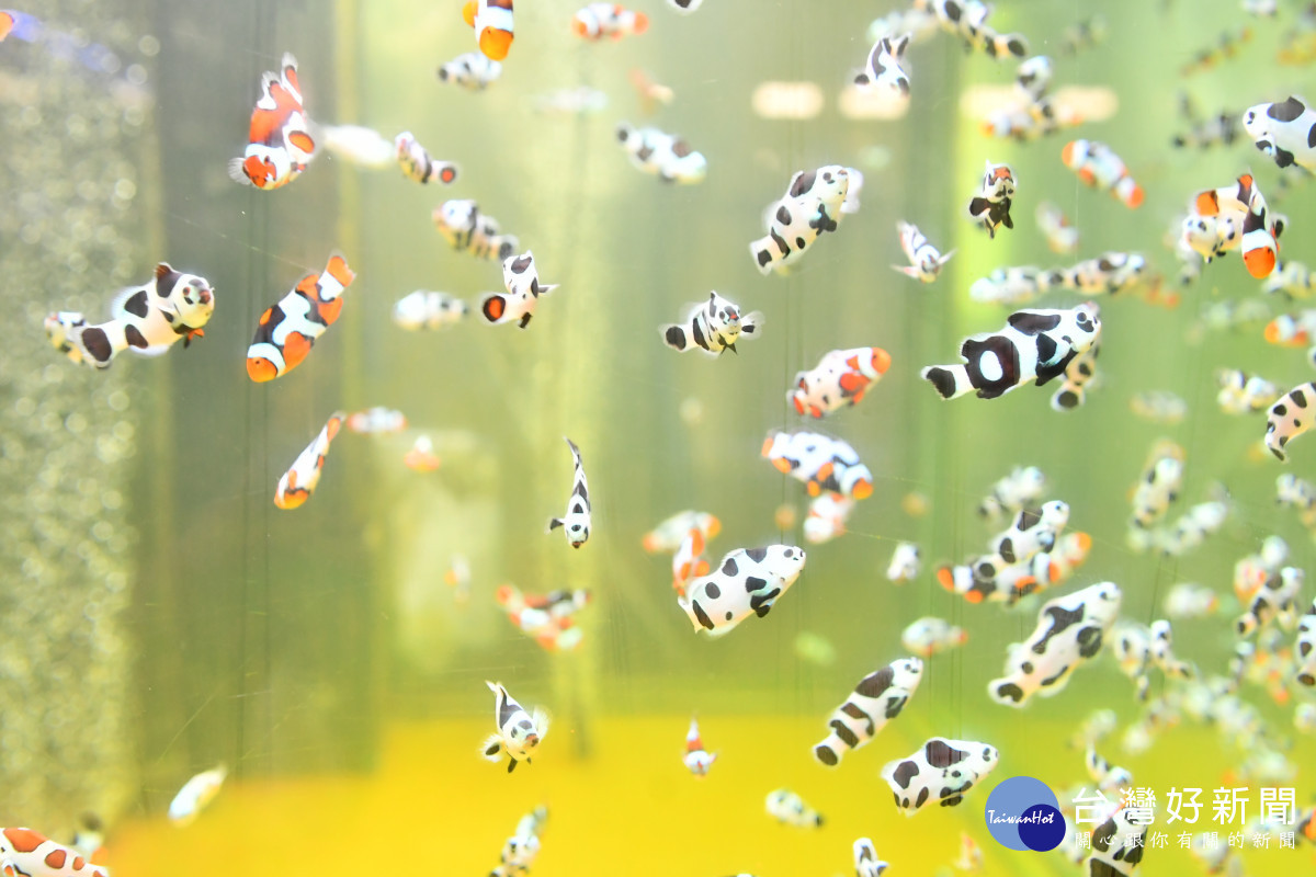 彰化縣長王惠美前往福興鄉盛天合生物科技公司,參訪薛雍霖的小丑魚養殖場。圖/記者鄧富珍翻攝