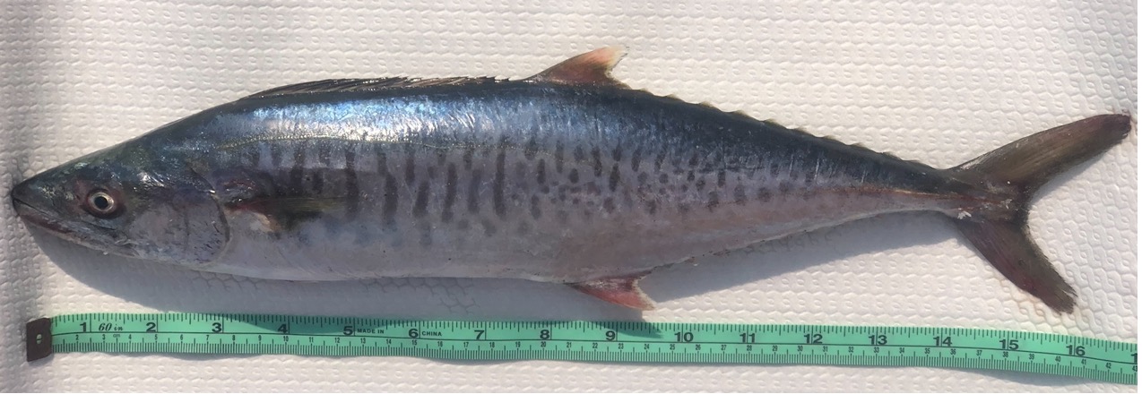 土魠魚全養殖新突破!農業部人工養殖技術獲國際期刊認可 土魠魚全養殖新突破!農業部人工養殖技術獲國際期刊認可