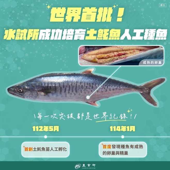 農業部臉書貼文表示,水試所培育土魠魚人工種魚。(圖/農業部)