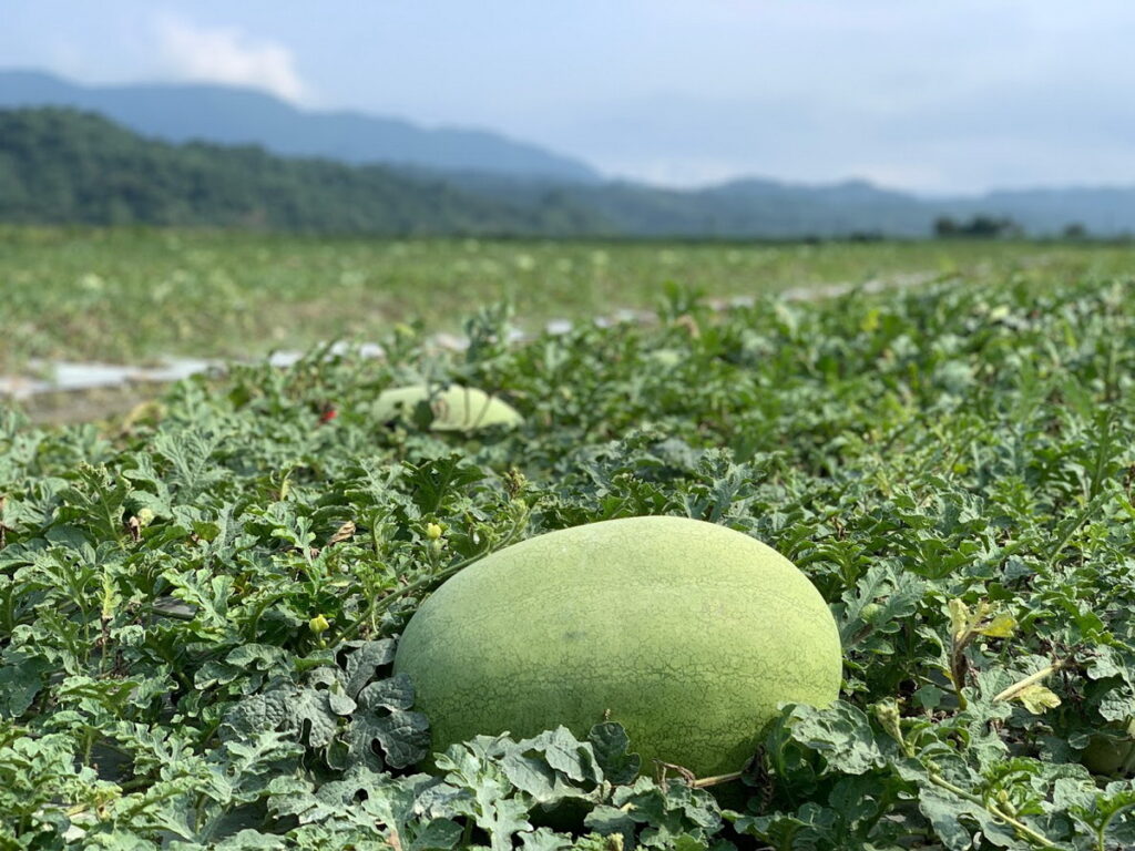 孕育在花蓮無污染環境的甘甜西瓜