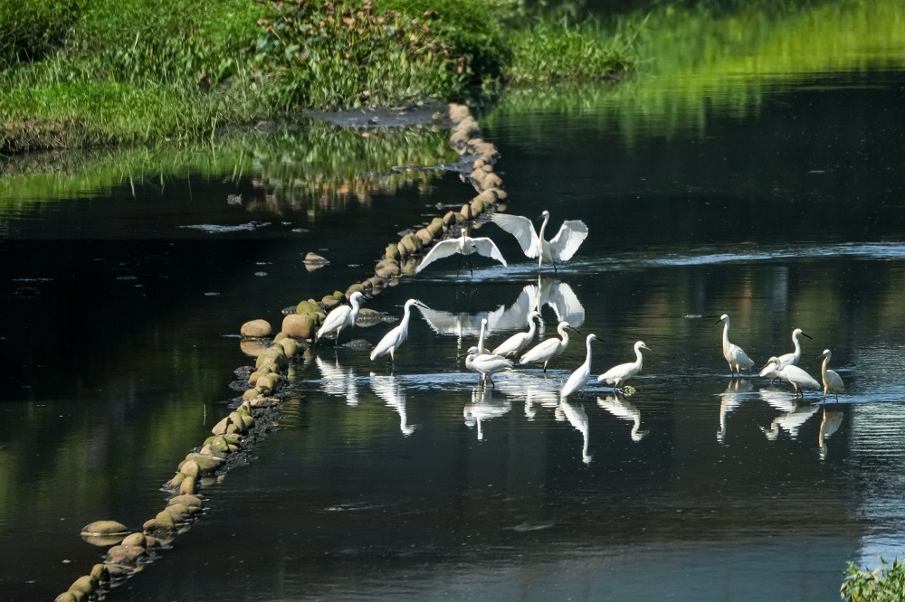 新北持續推動河川整治 侯友宜:打造多元生態永續城市 - https://www.watchmedia01.com