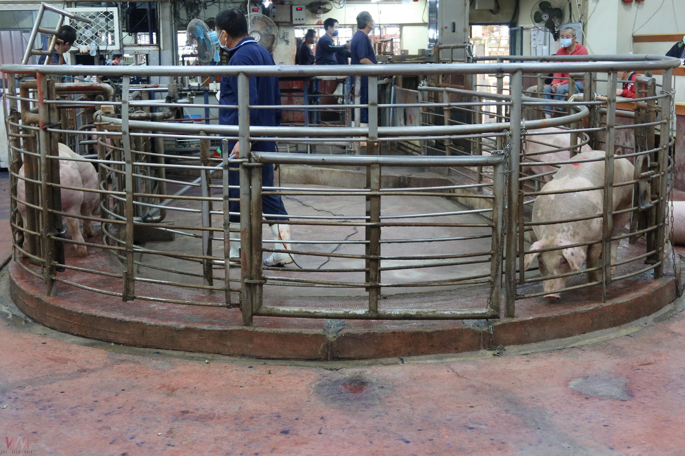 粽香帶旺豬肉需求 彰化肉品市場日拍賣量擬增至2500頭 - https://www.watchmedia01.com
