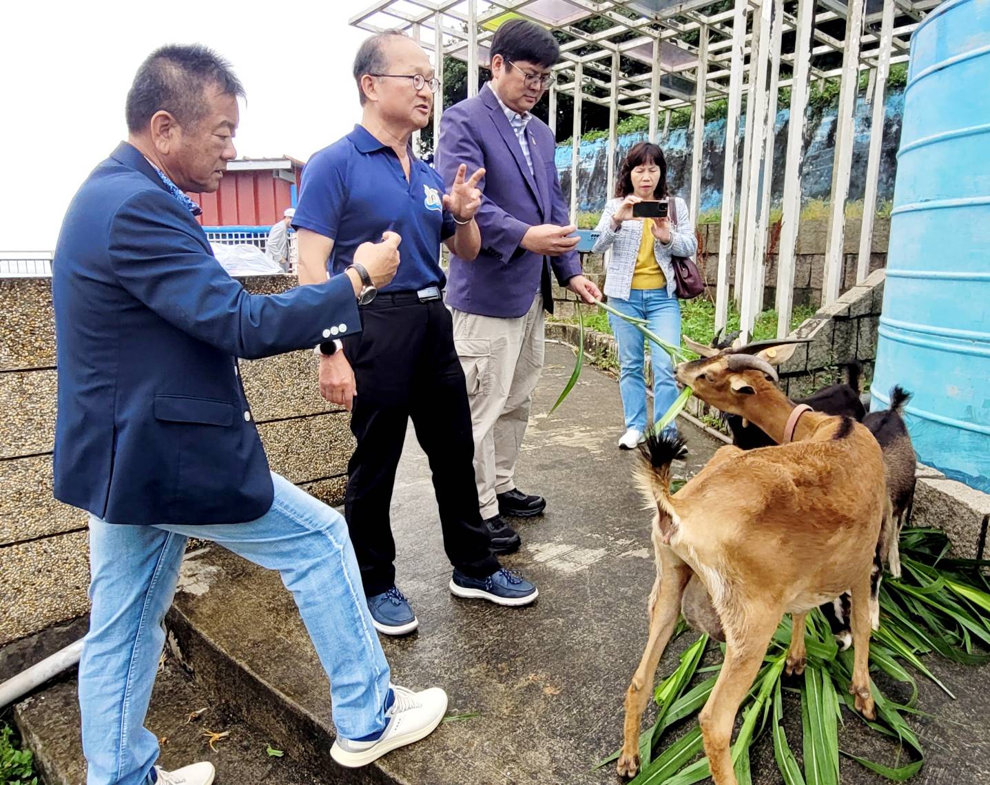 這三頭來自豐珠中學的羊將成為孩子們的「生命教育夥伴」,透過日常照護學習責任感與尊重生命,也成為活潑生動的生態教材。