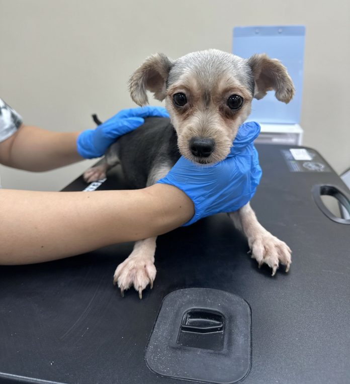貨櫃屋內疑藏非法犬隻繁殖場 桃園動保處:最高可罰300萬 04帶回南昌動保園區醫治照顧_0