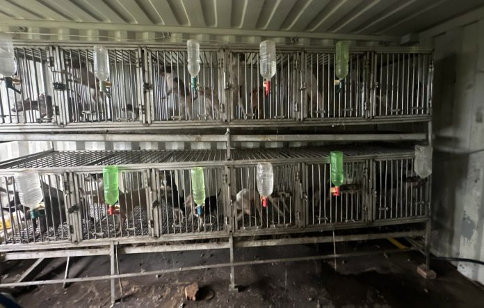 貨櫃屋內疑藏非法犬隻繁殖場 桃園動保處:最高可罰300萬 02發現大量聲帶被割除犬隻_0