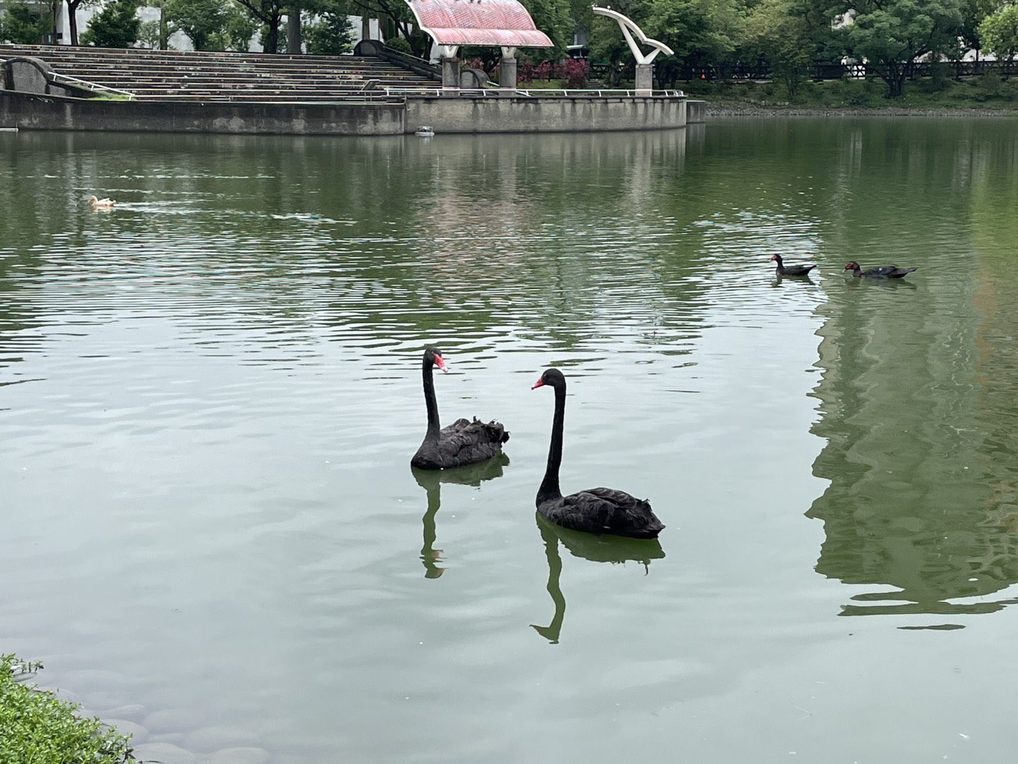 秋紅谷黑天鵝「鳶鳶」與「揚揚」北遷新家　展開新生活旅程