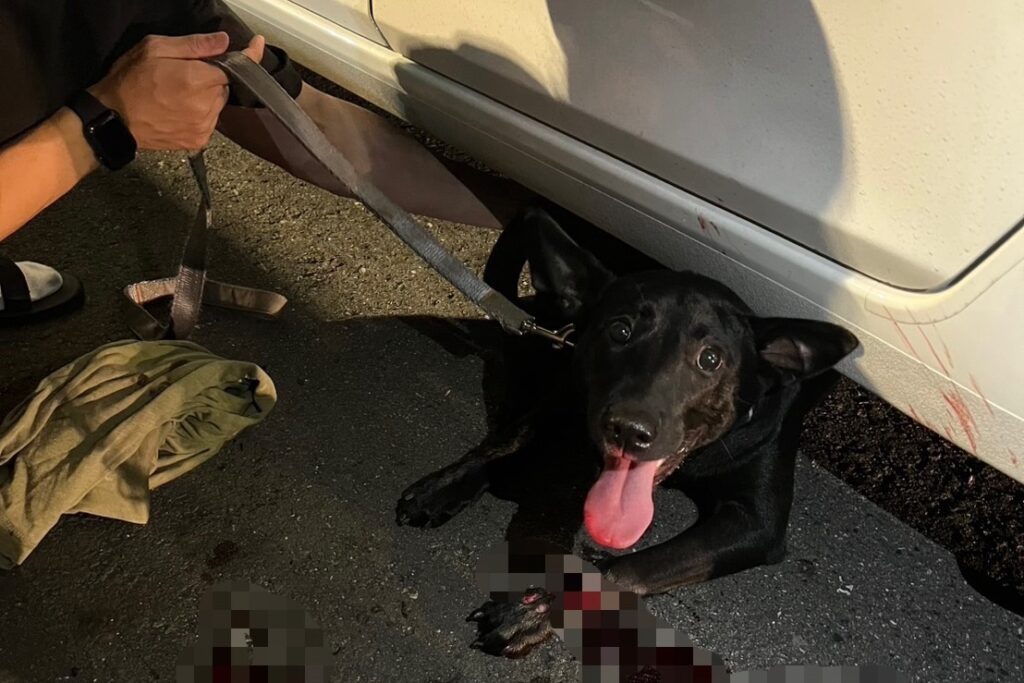救援不分物種 文一帥警抱出受傷犬 民眾臉書狂讚 9 MEITU 20250531 085627137