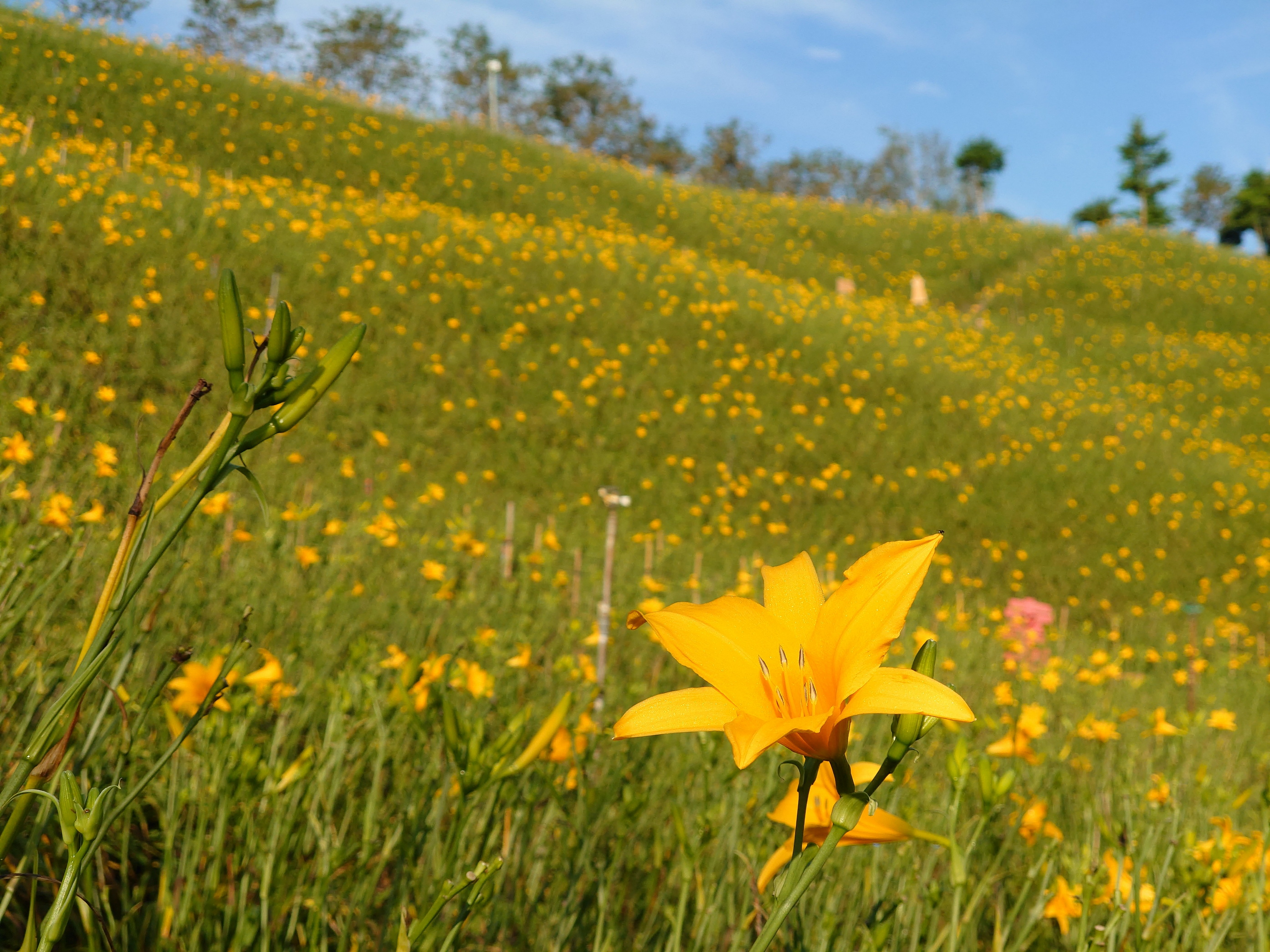 金針花再一波!現在去最美!虎山巖金針花進入第二波盛開 - https://www.watchmedia01.com