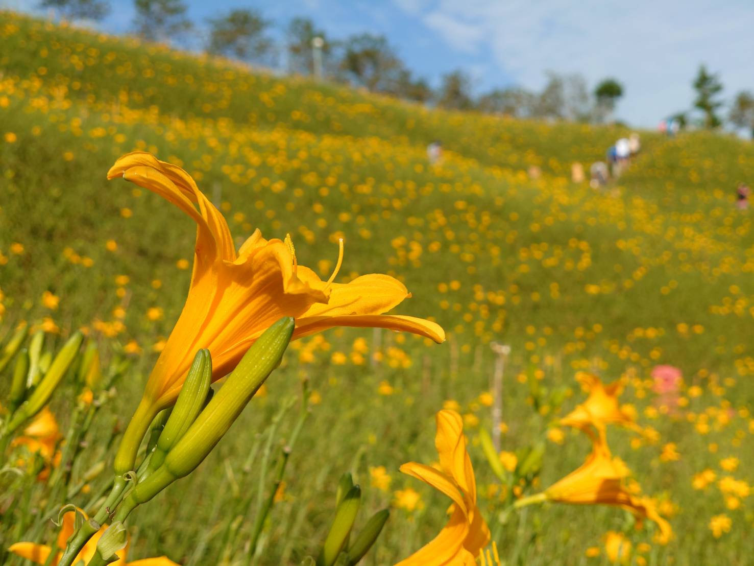 金針花再一波!現在去最美!虎山巖金針花進入第二波盛開 - https://www.watchmedia01.com