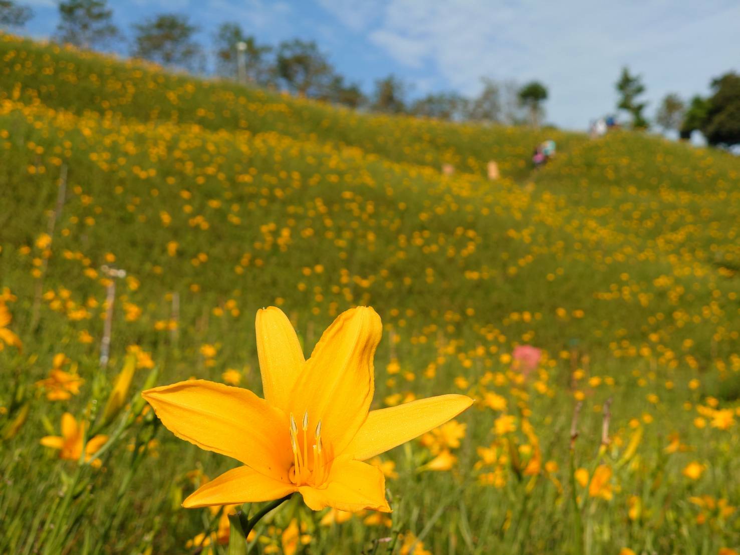 金針花再一波!現在去最美!虎山巖金針花進入第二波盛開 - https://www.watchmedia01.com