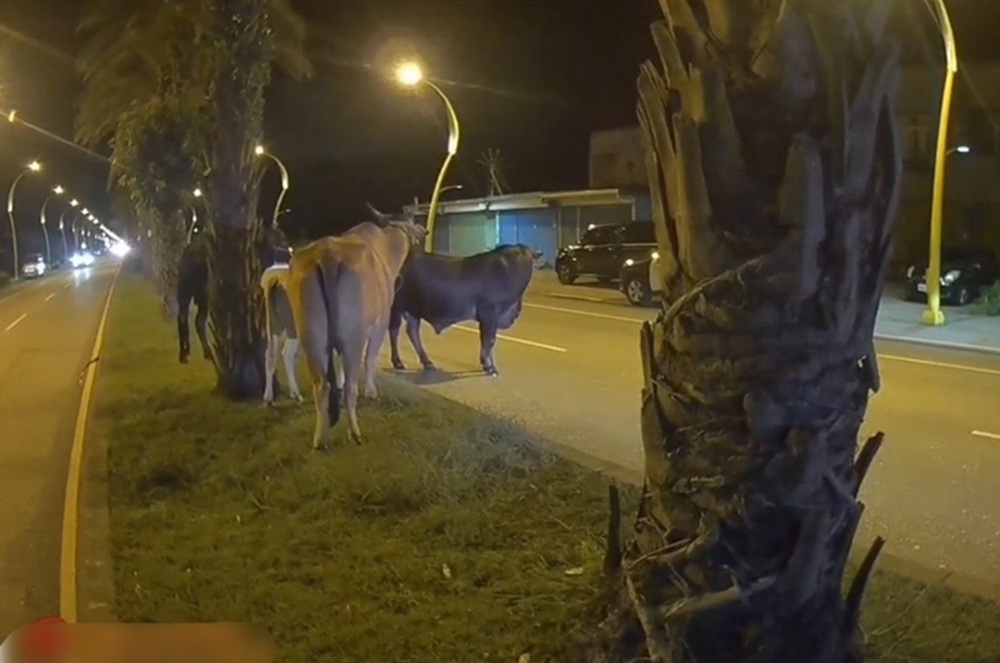 馬路上有牛散步 警開罰飼主涉未妥善管理動物 234 cnews204250602a07