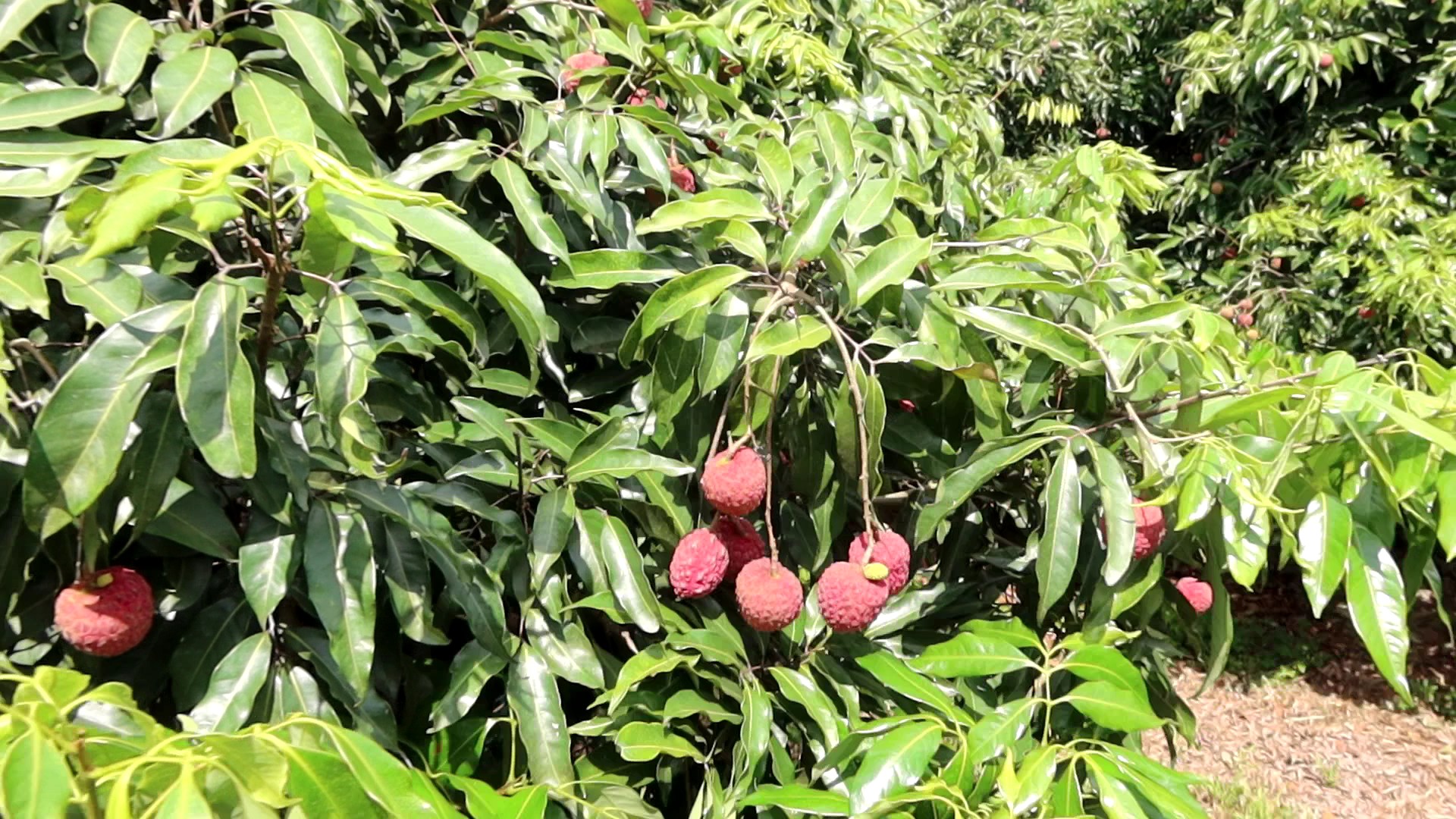 芬園荔枝遭低溫重創 產量僅三成 果農可申請天然災害救助 - https://www.watchmedia01.com