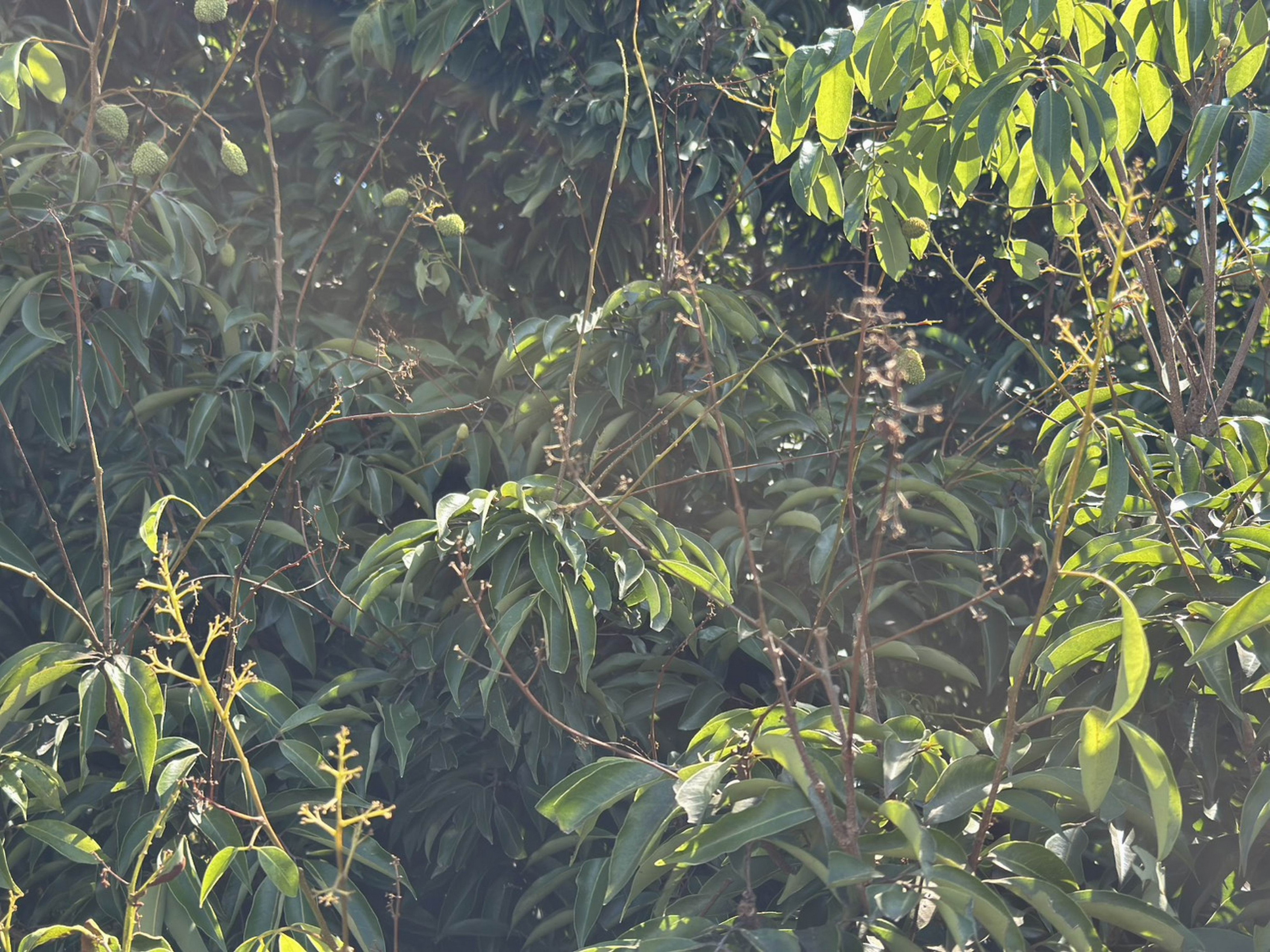 芬園荔枝遭低溫重創 產量僅三成 果農可申請天然災害救助 - https://www.watchmedia01.com