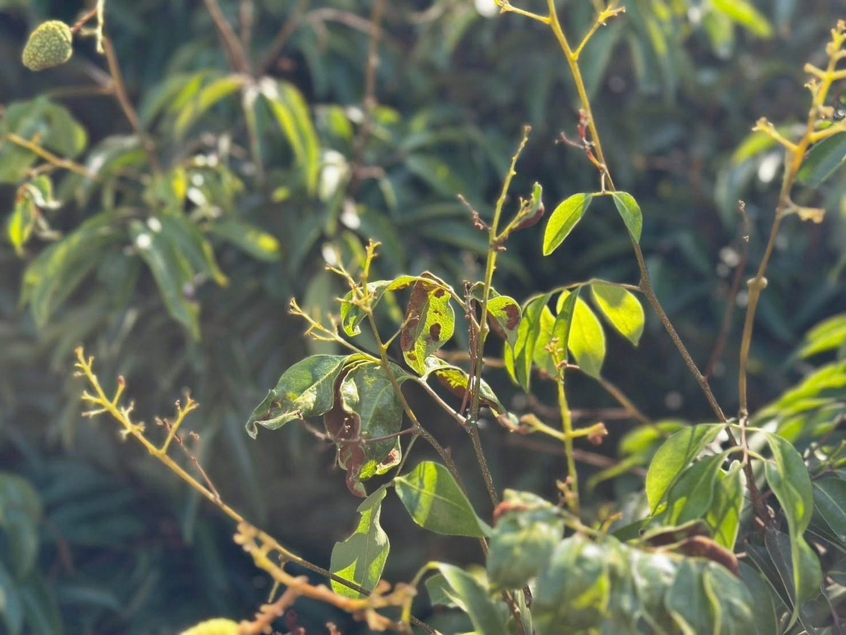 芬園荔枝遭低溫重創 產量僅三成 果農可申請天然災害救助 - https://www.watchmedia01.com