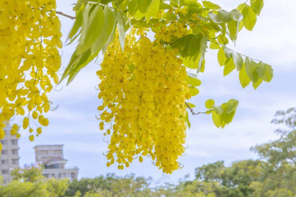 ▲ 鮮黃花序成串下垂,有「黃金雨」的美稱。(高雄市政府提供)