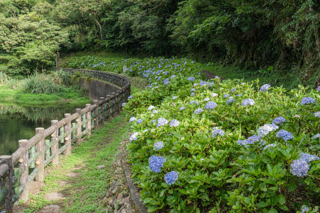 水岸型景觀廊道 新北雙溪灣潭古道清涼一夏 繡球花秘境現花蹤