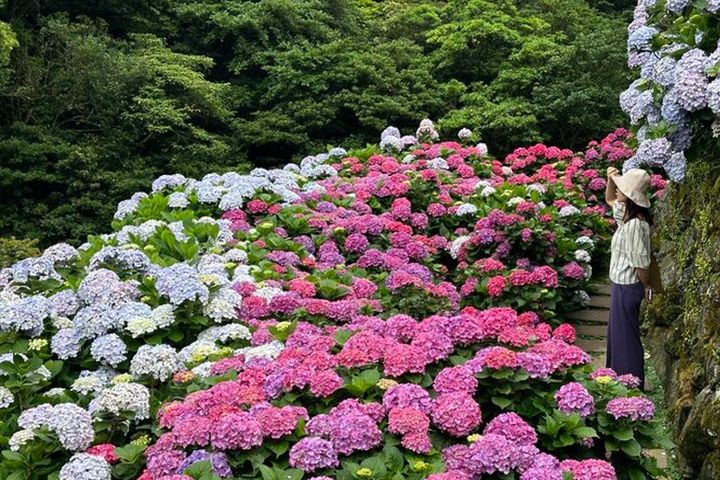 竹子湖繡球花季登場。 圖:台北市政府產業發展局/提供