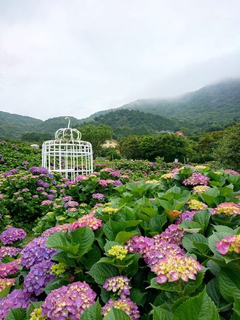 初夏最美花海 竹子湖繡球花季浪漫登場