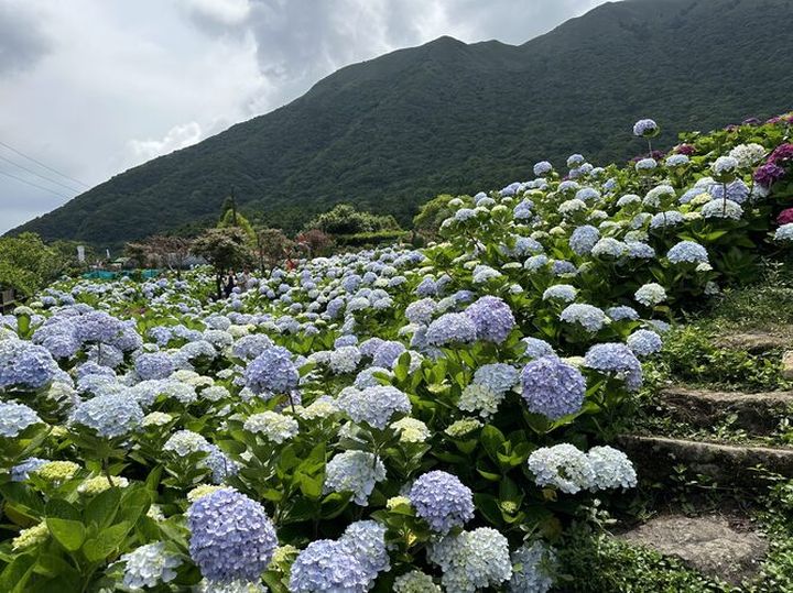 初夏最美花海 竹子湖繡球花季浪漫登場