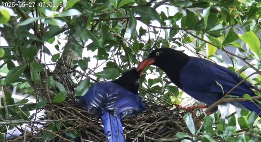 ▲因孵蛋而無法外出覓食的鳥媽媽(左),靠鳥爸爸(右)外出覓食回來餵食。(臺北翡翠水庫管理局提供)