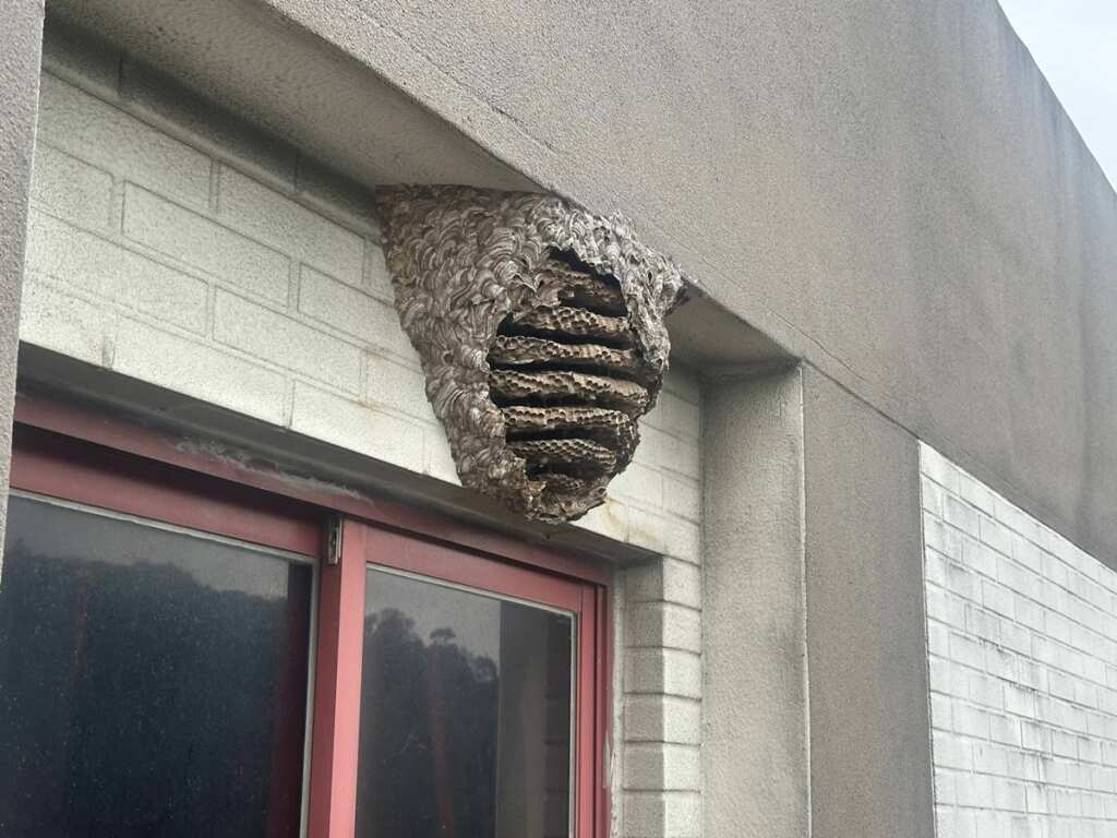 ▲黃腰虎頭蜂窩。(臺北市動保處提供)