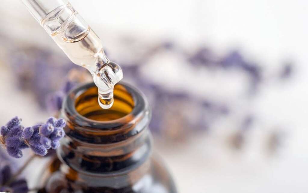 ▲興大研究:天然精油中的T-cadinol成分,有望成為改善慢性疲勞的新解方。(中興大學提供)