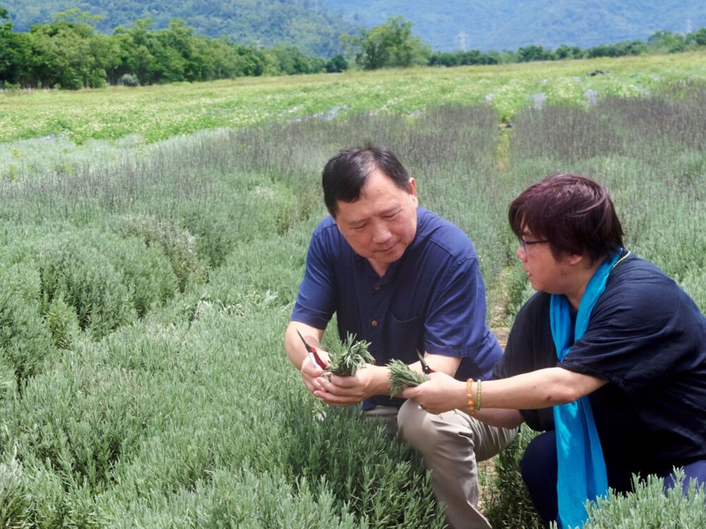 池上芙彤園首批薰衣草收成 王志輝:開啟療癒經濟新篇章 238 池上芙彤園首批薰衣草收成 王志輝:開啟療癒經濟新篇章 237
