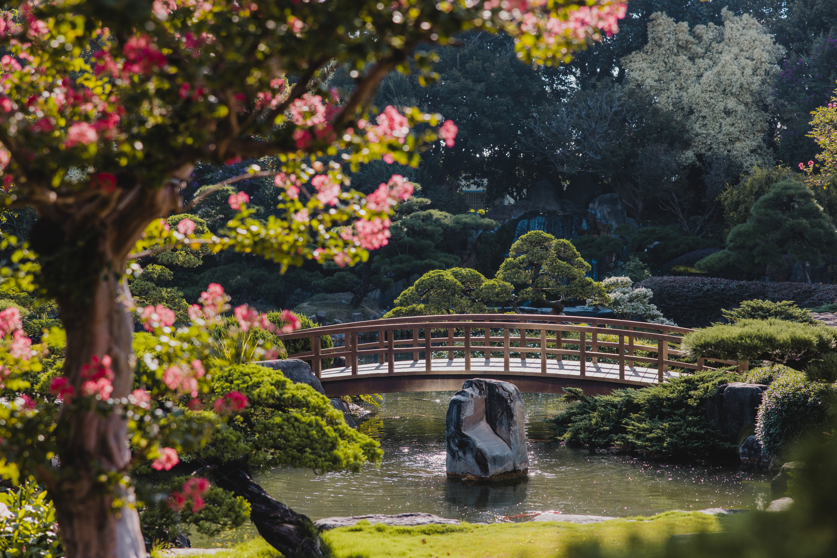夏日限定粉紅花海!走訪永靖成美文化園 百日紅花季夢幻登場 - https://www.watchmedia01.com