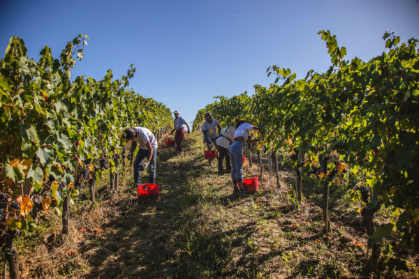 地中海氣候,釀造出優雅、絲滑及清新單寧的葡萄風味,帶有紅櫻桃、覆盆子、花果香且輕盈酒體。圖/業者提供