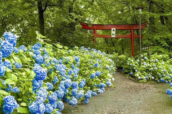 土合館公園又被稱為繡球花公園,是追花攝影愛好者的景拍首選。 圖:福島縣觀光復興委員會/提供