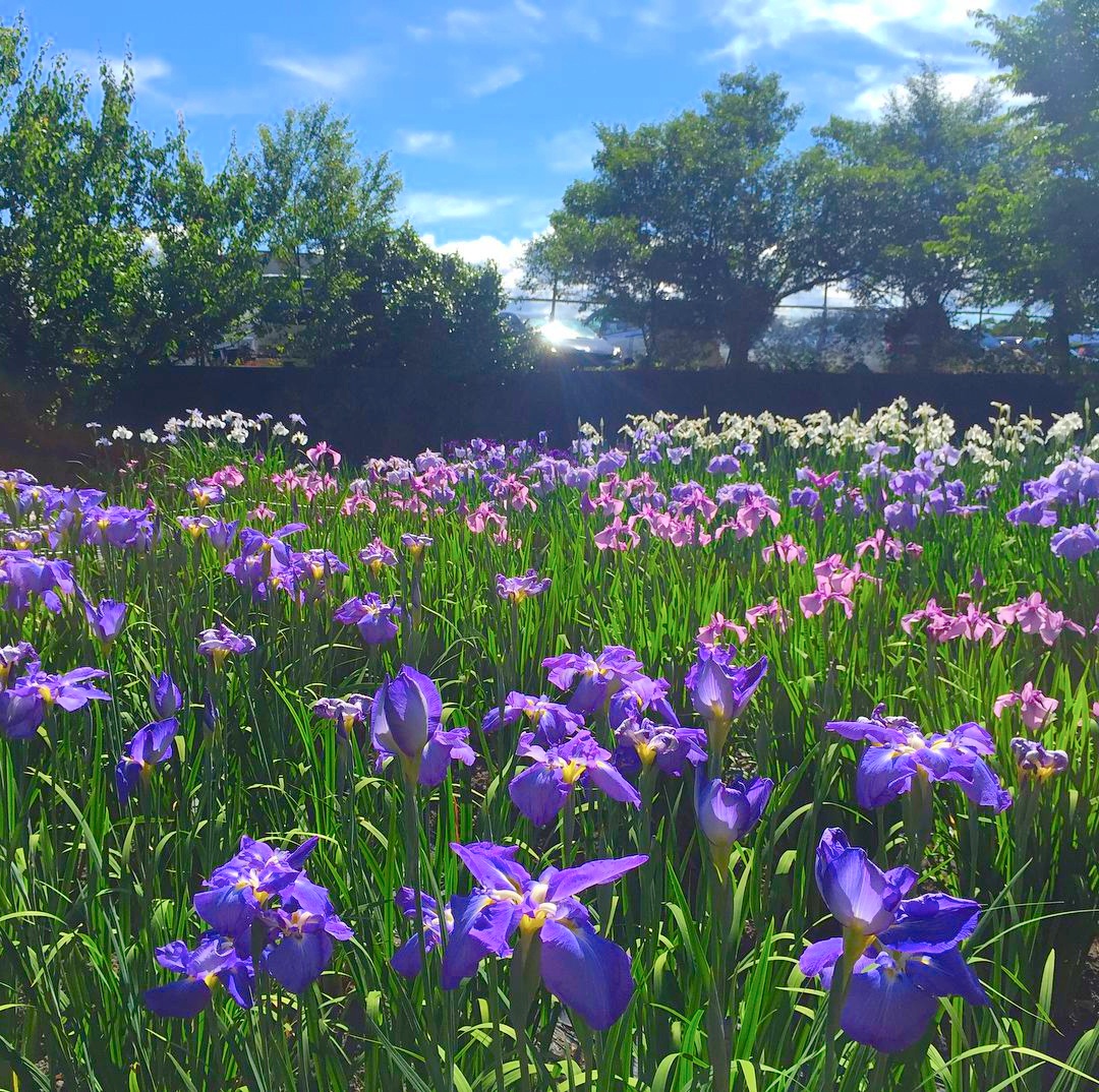 人少拍好拍滿之日本賞花推薦〜福島鄉下追花名所3選