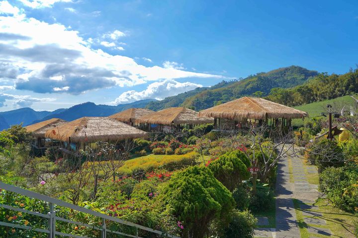 走進阿里山樂野部落 品茶、品咖啡、賞山景