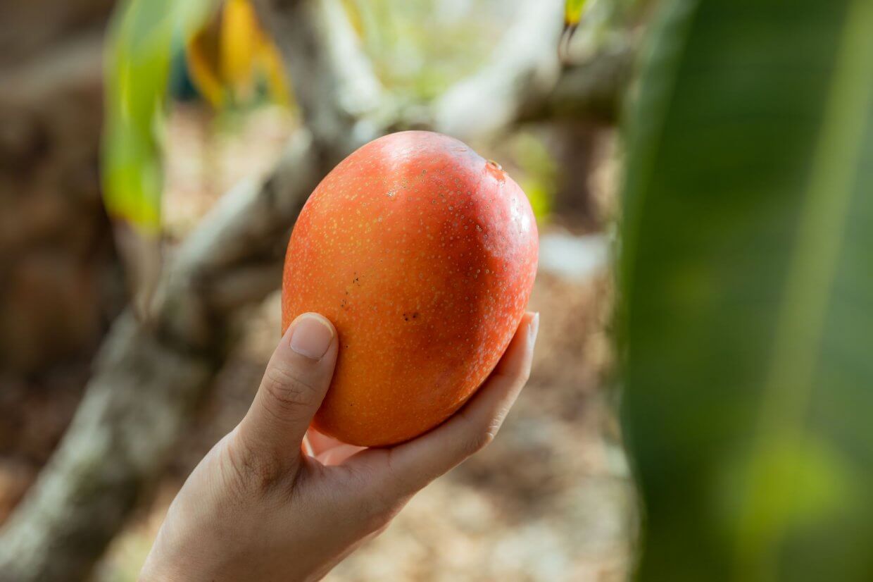屏東枋寮愛文芒果(圖/奧丁丁市集)