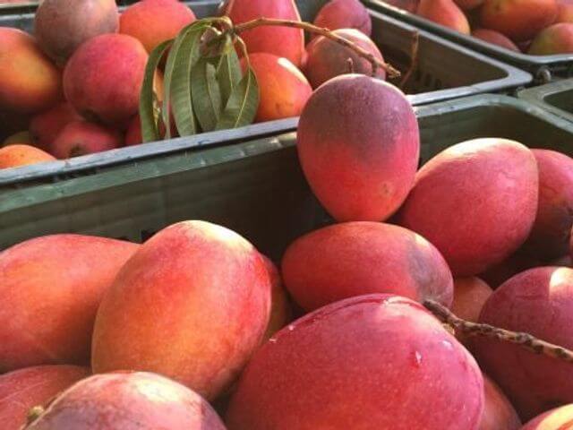 屏東枋山愛文芒果(圖/奧丁丁市集)