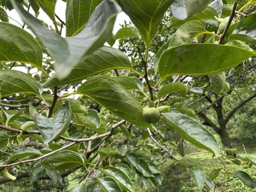 ▲新竹縣新埔鎮種植柿子地區，因受114年4月雨害影響，造成柿子開花著果期持續落果之災情。（新竹縣農業處提供）