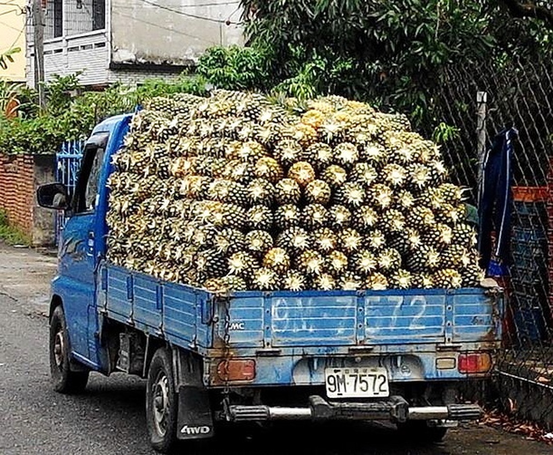 大樹金鑽鳳梨 市場具競爭力