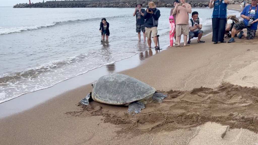 ▲沙灘野放海龜回歸大海。(新北市動物保護防疫處提供)
