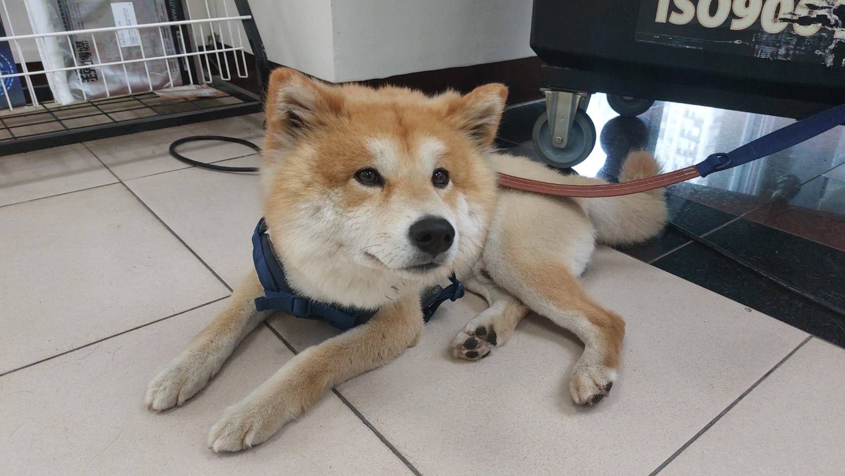 柴犬深夜街頭遊蕩 民眾協助送警尋找飼主 2191453 0