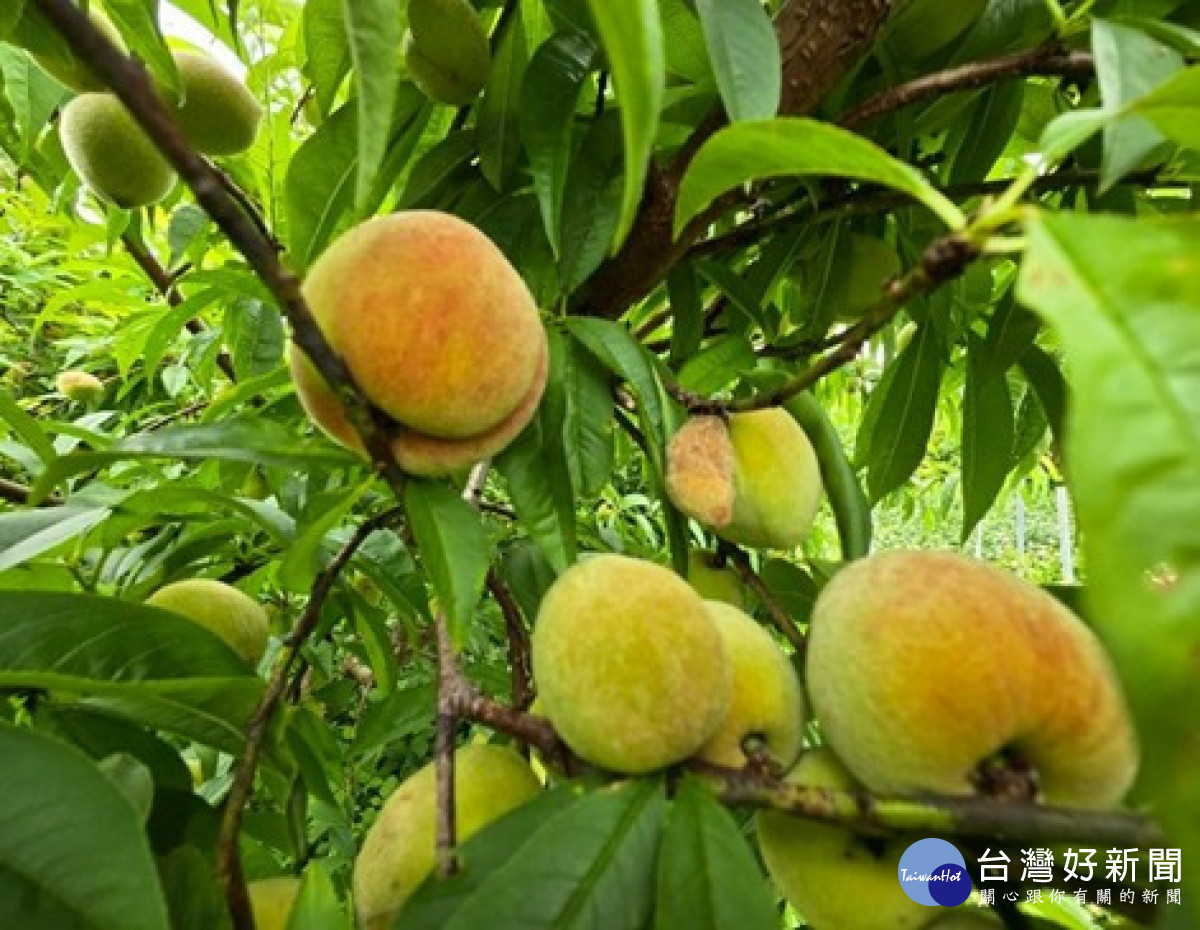 沼液施灌栽種的農作物-熱帶水蜜桃