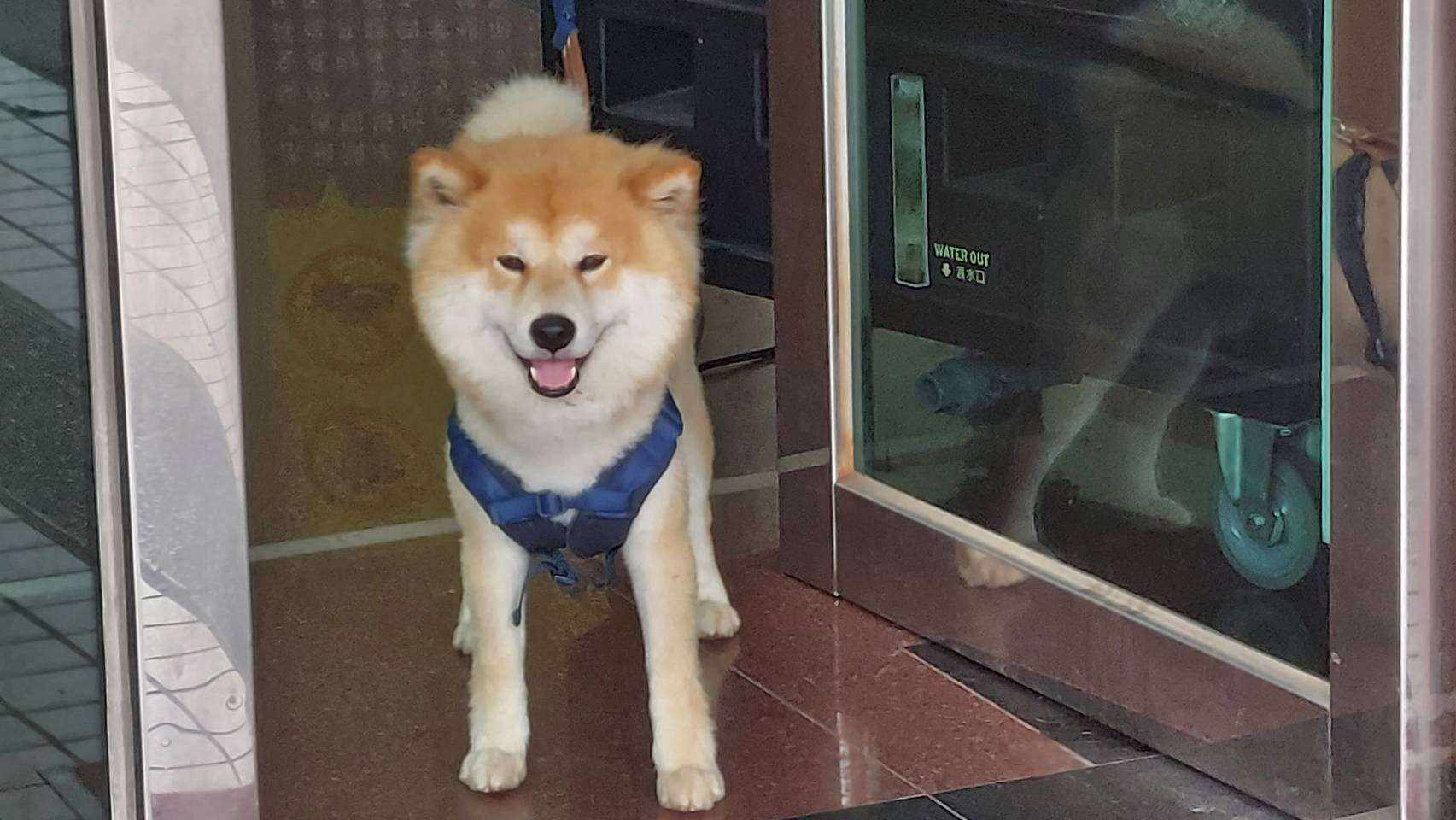柴犬深夜街頭遊蕩 民眾協助送警尋找飼主 2191448 0