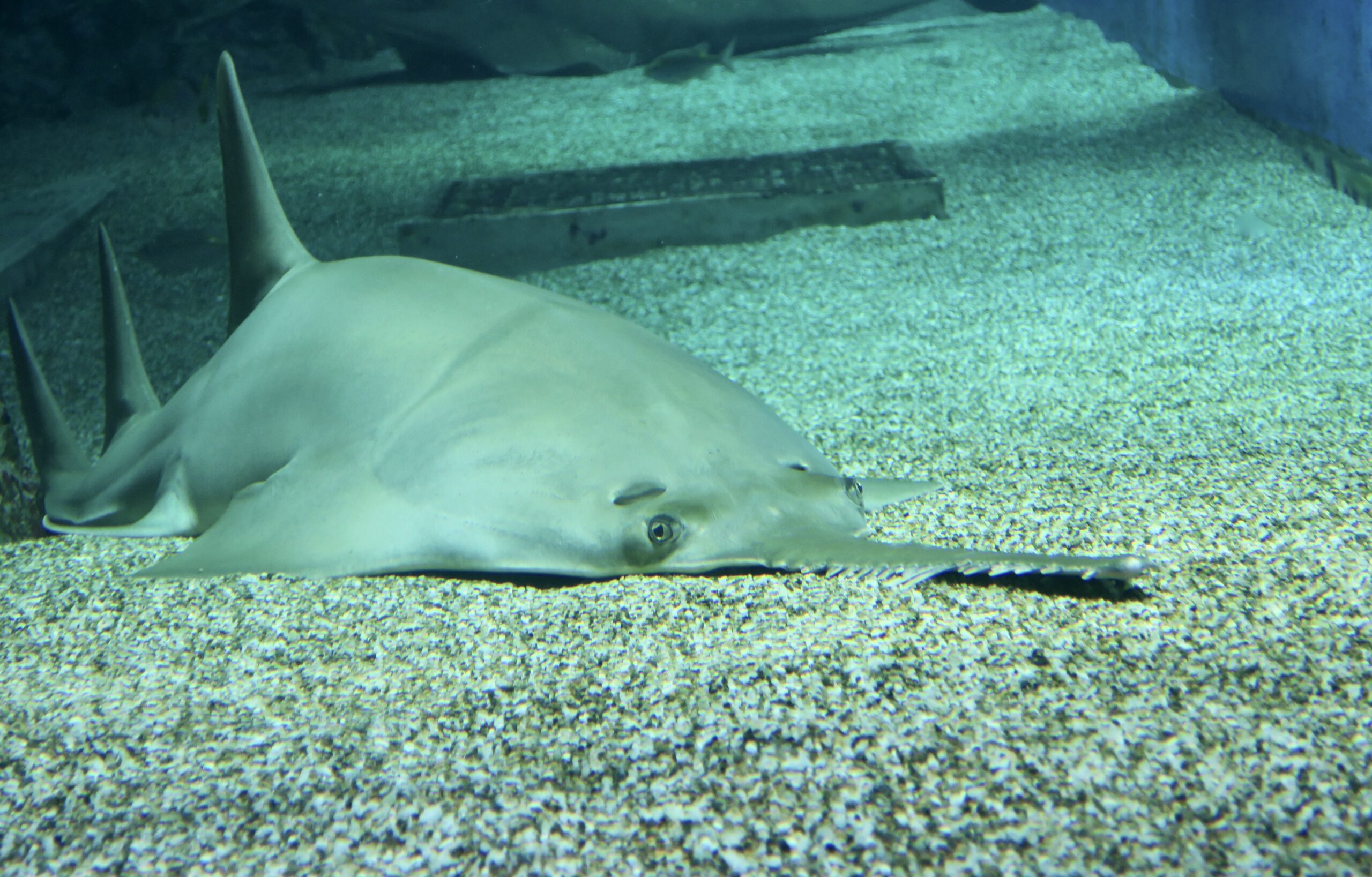 海保署攜手海巡署「斷劍」 查獲37 支鯊魚劍守護生態