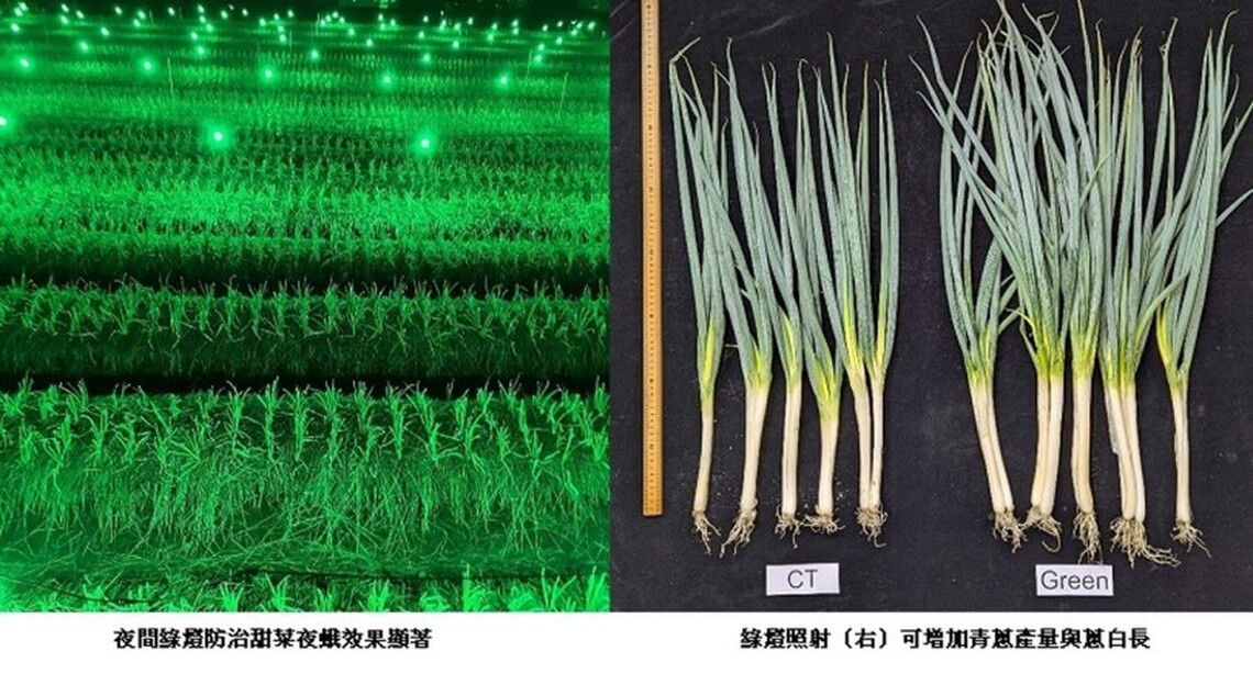 農試所研發綠燈防治技術 提升青蔥產業競爭力
