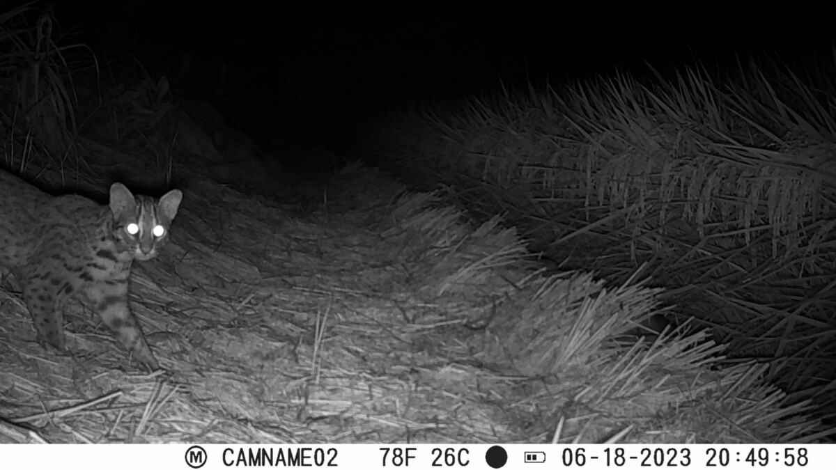 8c4363adc96cb4a2ff95924ff1c09baa