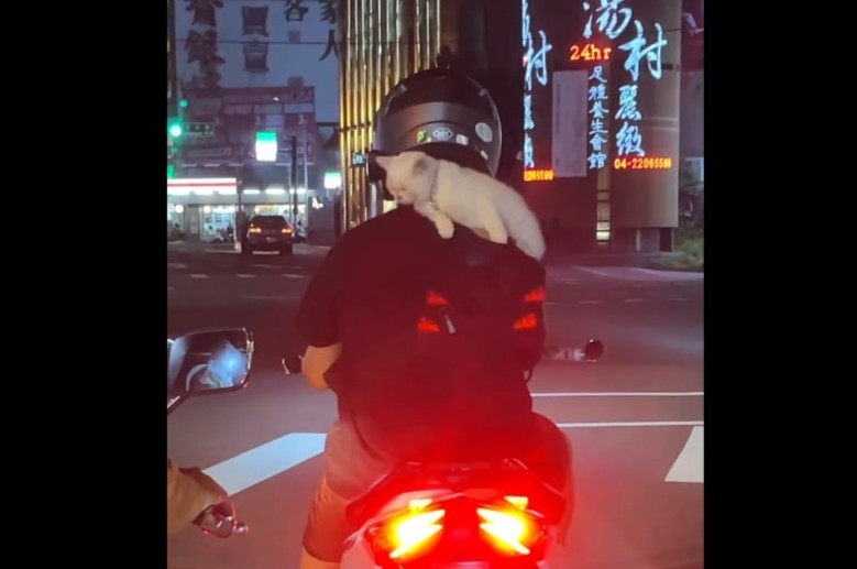 機車騎士肩載貓咪 警提醒附載物品應符規定將開罰 210 cnews204250612a03