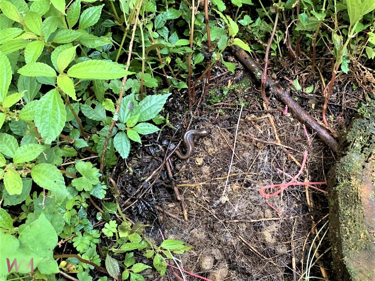 保育阿里山山椒魚 通訊企業與林保嘉義分署簽署合作備忘錄 - https://www.watchmedia01.com