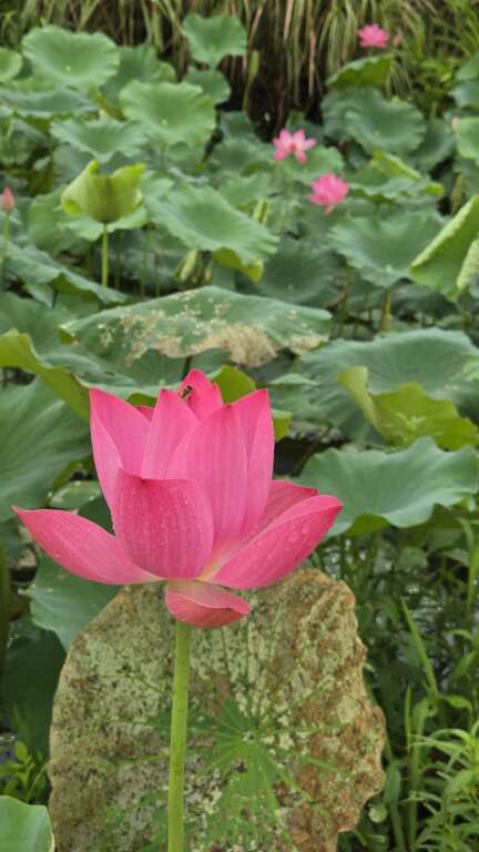 ▲南港山水綠生態公園正值荷花盛開季節,自即日起至7月底都是賞荷好時機。(臺北市環保局提供)