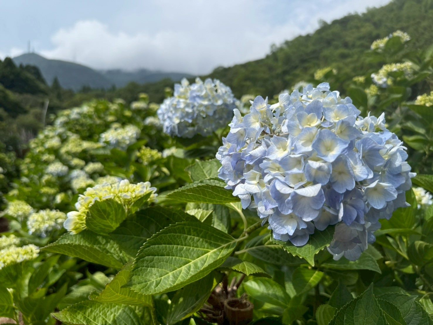 初夏郊遊賞花去！歡迎民眾到北投湖田賞繡球花